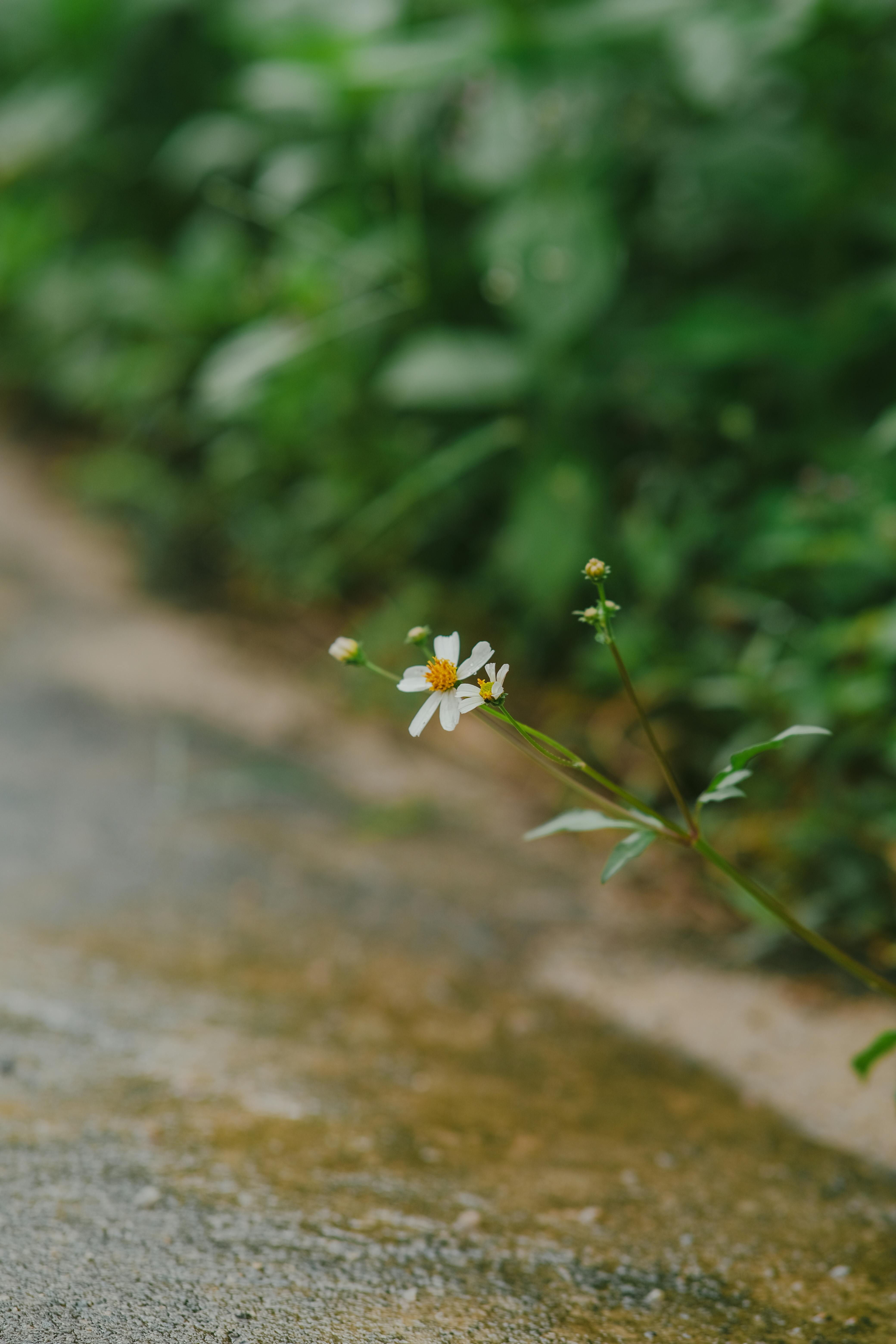 Wildflower Growing on Road Side · Free Stock Photo