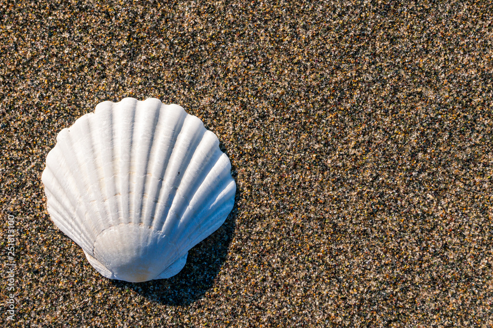 Top view closeup of a white Scallop shell laying on the beach sand. Minimalist design concept. Summer vacation at the beach. Stock Photo | Adobe Stock