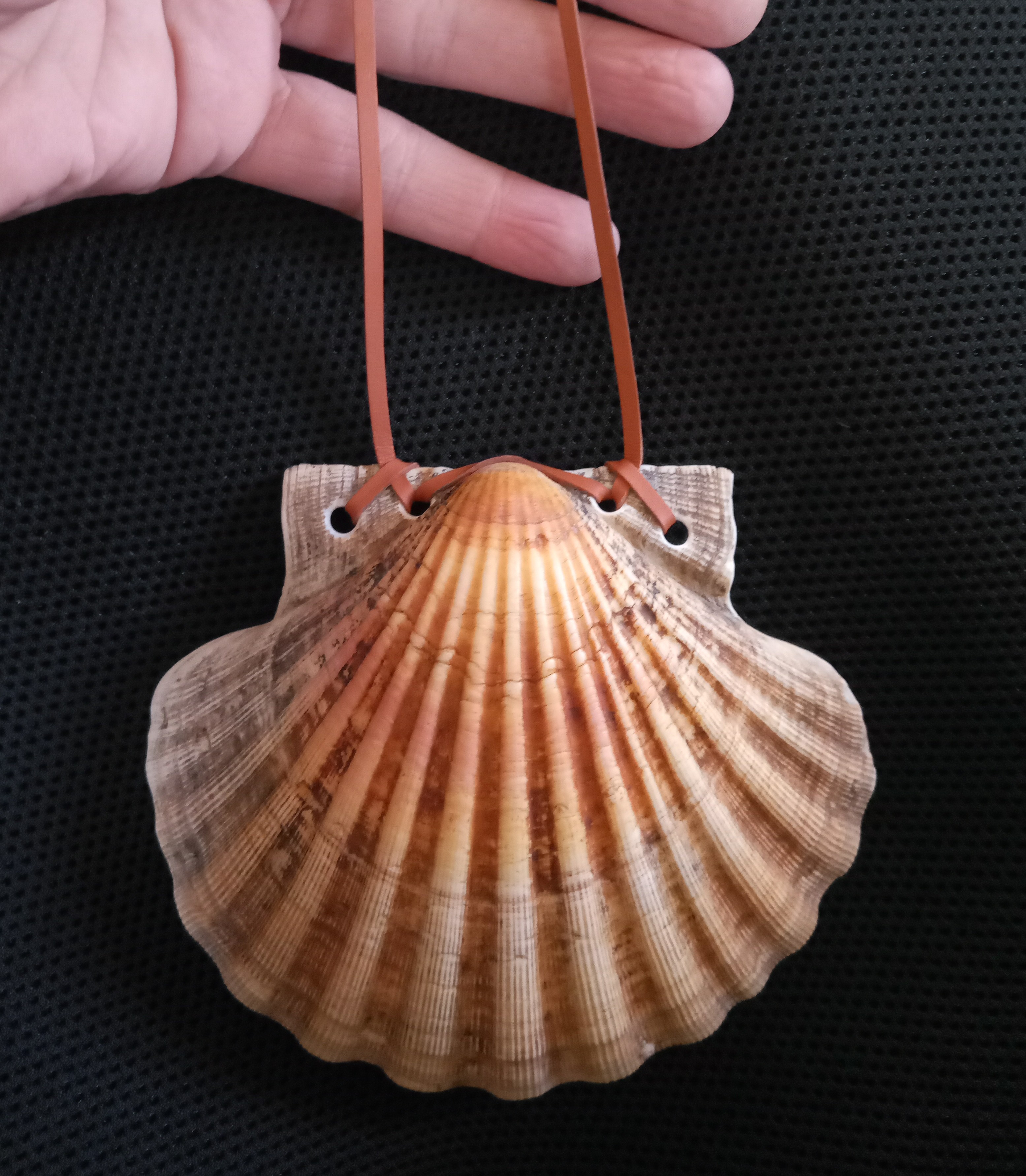 Make your own pilgrim shell – Peter's Dream of Consciousness