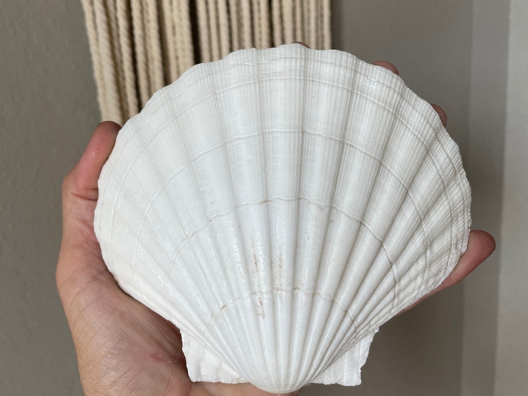XL 4-6” You Pick Size Irish Baking Scallop Seashells Deep Shells White Beach Wedding Décor Coastal Favors Decoupage Candles - Etsy Canada