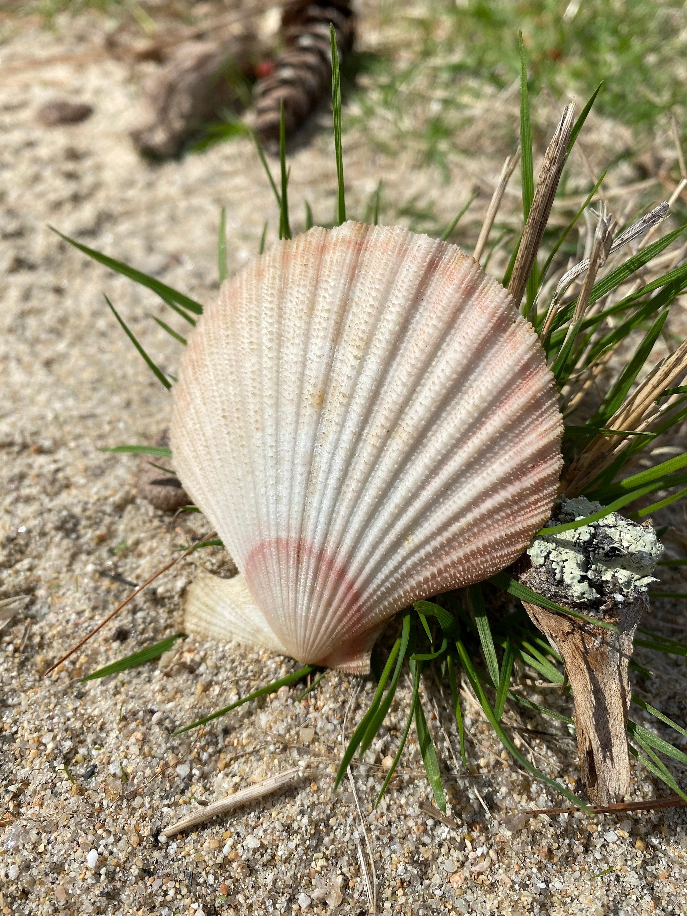 White and Pale Pink Scallop Shell - Beautiful Ridged Authentic Vintage Seashell for Coastal Decor, Aquariums, Terrariums - Etsy Canada