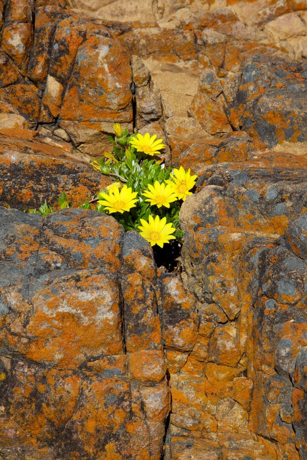 Wildflowers Crevice Stock Photos - Free & Royalty-Free Stock Photos from Dreamstime