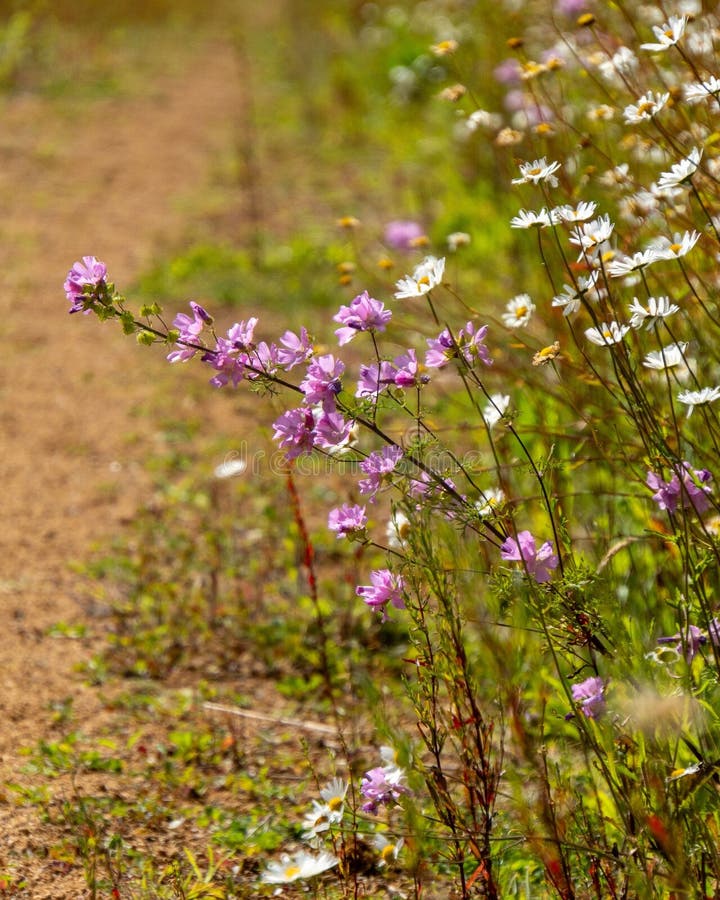 161 Blooming Wildflowers Along Countryside Path Stock Photos - Free &  Royalty-Free Stock Photos from Dreamstime