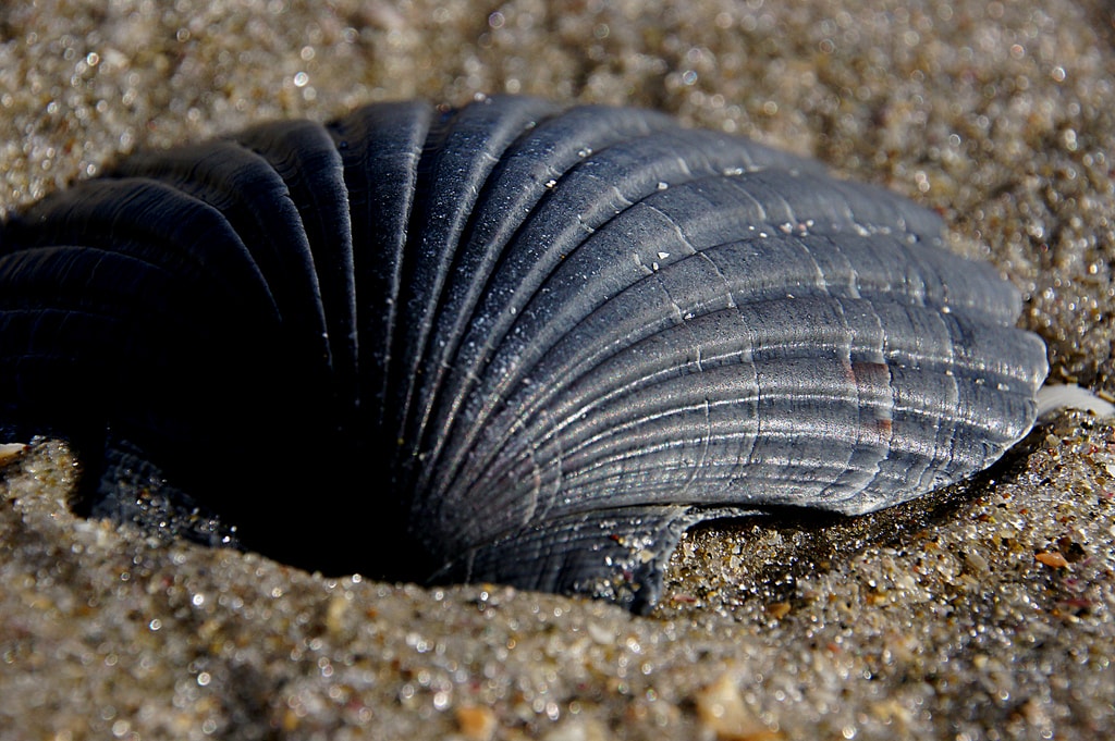 The Symbolism of the Scallop Shell on the Camino - Hillwalk Tours  Self-Guided Hiking Tours