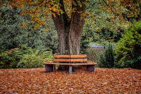 Brown Wooden Bench Under Tree · Free ...