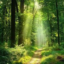 Free Sunlit forest path Image ...