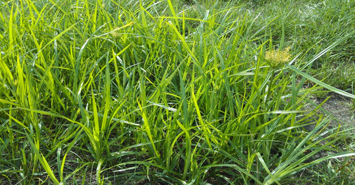 What is that Light Green Grass in my Lawn? - Purelawn Organic Lawncare